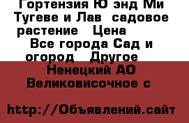 Гортензия Ю энд Ми Тугеве и Лав, садовое растение › Цена ­ 550 - Все города Сад и огород » Другое   . Ненецкий АО,Великовисочное с.